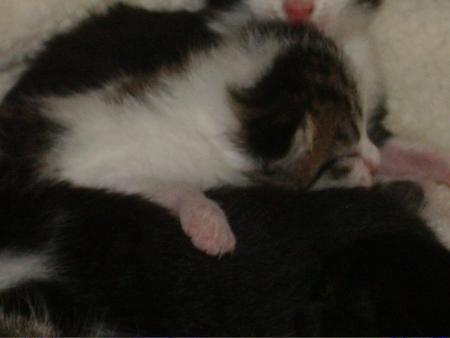 CHATON